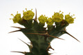 euphorbia persistens 0085