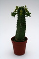 euphorbia jansenvillensis 9950 sm