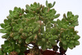 aeonium sedifolium 0372