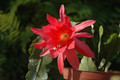 eh cecil cactus 5575 04