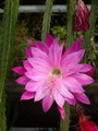 aporocactus fliedery paetz 301