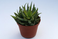 aloe humilis 6683