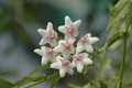 hoya lanceolata 8335 06