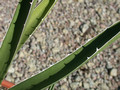 agave funkiana 02