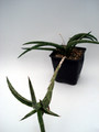sansevieria gracile 4774
