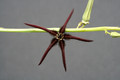 caralluma aff arachnoidea 3938