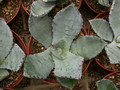 agave shrevei valtapuntes 2108