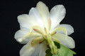 eh white magic 9730 4918