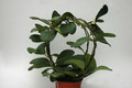 hoya kerrii 6527