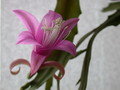 disocactus nelsonii l89 40 9647