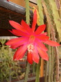 aporocactus gypsi red 117