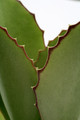 kalanchoe synsepala 5240