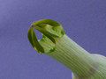 ceropegia ampliata 2175