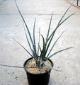 hesperaloe parviflora 4864