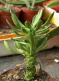 monadenium stapelioides rm39