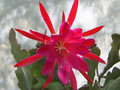 eh erfurter gartenschau 23 0909