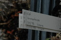 kalanchoe tomentosa 217
