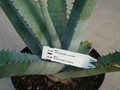 agave scabra hundido 4901