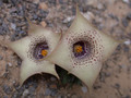 huernia quinta 05