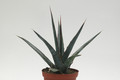 agave xylonacanha 8743