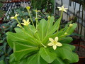brighamia insignis2