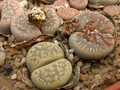 lithops gesinae annae c79 04