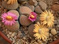 lithops verrucosa gelb rosa 02