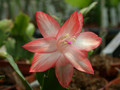 schlumbergera pasadena 13