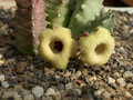 huernia brevirostris intermedia d1671 kirkwood 01