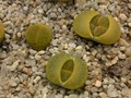 lithops lesliei storms albinig2