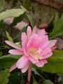 eh rose queen 8791 692