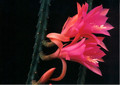 aporocactus temple glow