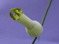 ceropegia ampliata 2174