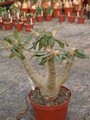 pachypodium rosulatum 02