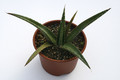 agave difformis 7842