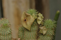 hoodia sp 01