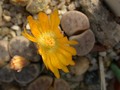 lithops dinteri c205 02