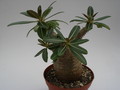 pachypodium rosulatum 750