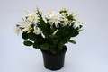 rhipsalidopsis sirius weiss 6183