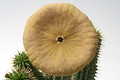 hoodia gordonii 6413