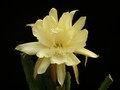 eh yellow gem 9910 7