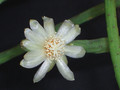 rhipsalis neves armondii 1762.jpg
