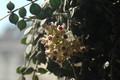 hoya curtisii 06