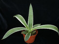 agave angustifolia marginata 02