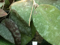 hoya caudata L970040 01