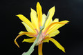 eh daniels golden splendor 6054 4720