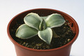 agave parryi cream spike 6583