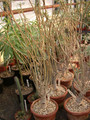 euphorbia balsamifera 01