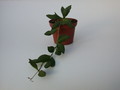 hoya bilobata hort ipps0087 1401
