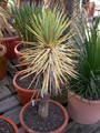 yucca brevifolia 02